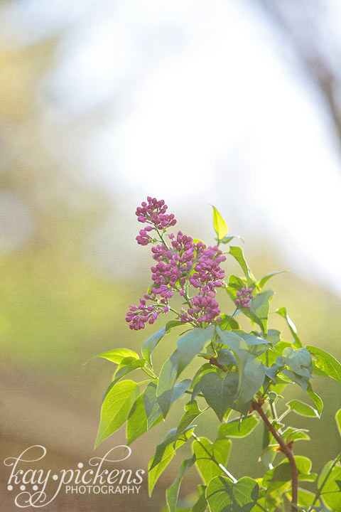 lilac in the spring sunlight