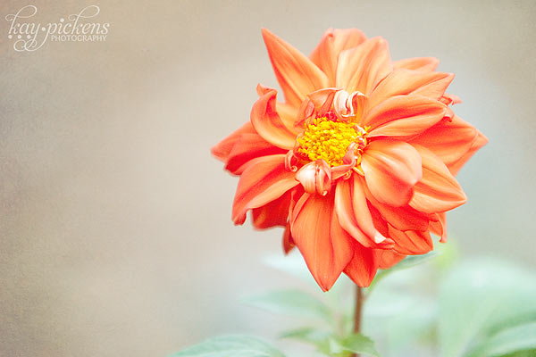 orange-flower-8793