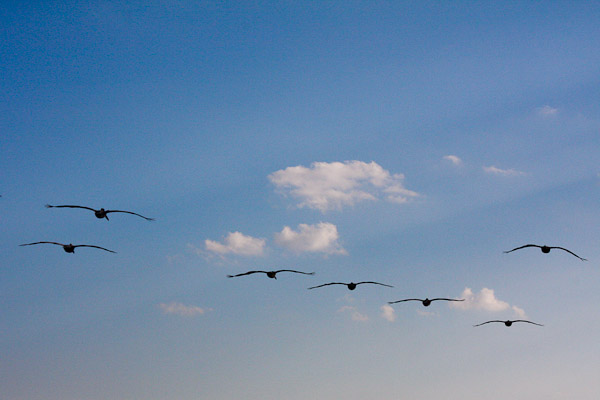 pelicans and clouds