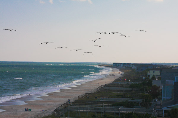 pelicans flying on the beach