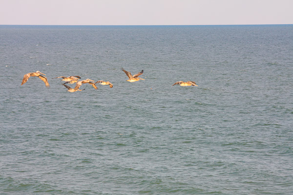 pelicans flying over the Atlantic ocean