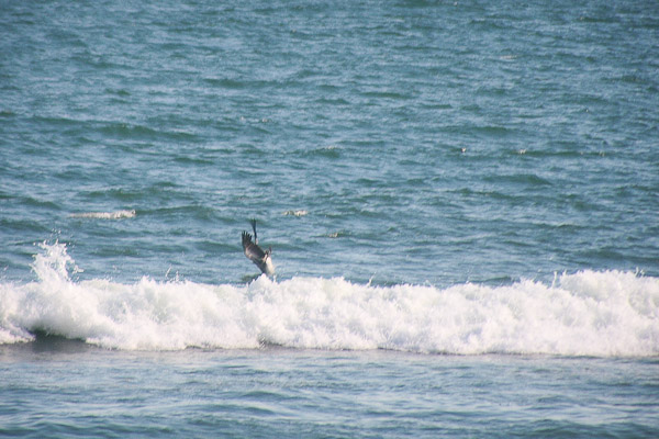 pelican diving in the surf