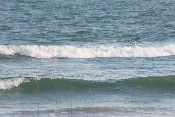 pelicans in the surf