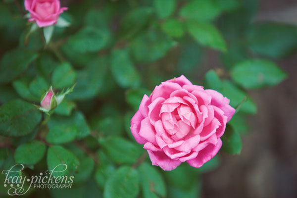 knockout rose bush