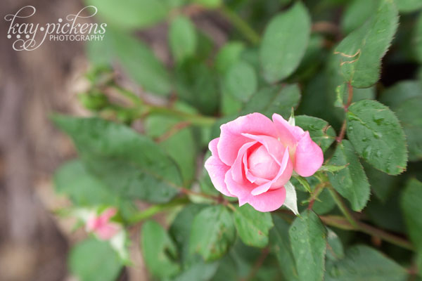 double pink knockout roses