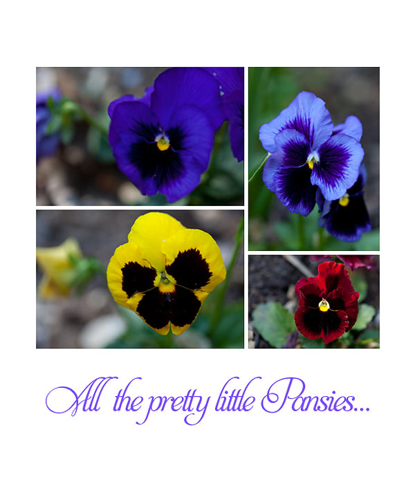 pretty-pansies