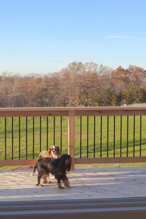 cavalier puppies playing