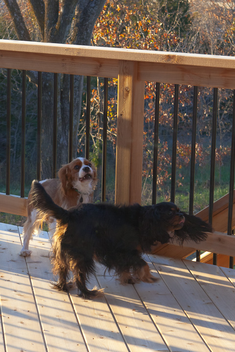 cavalier puppies