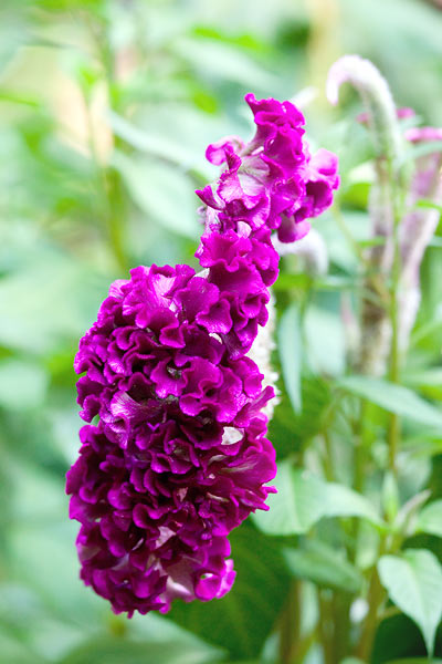 purple-flowers-8175