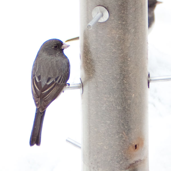 chromatic abberation on bird in the snow