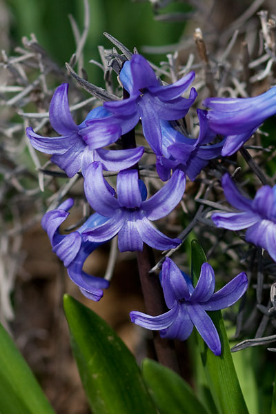 purple-hyacinth-6088