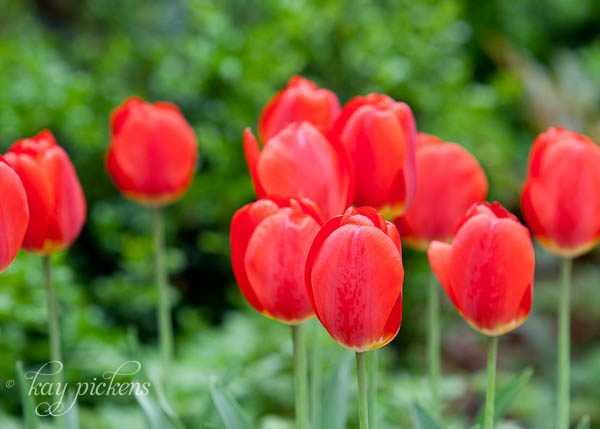 tulips in backyard