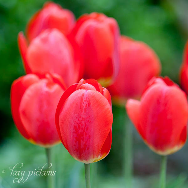 more red tulips