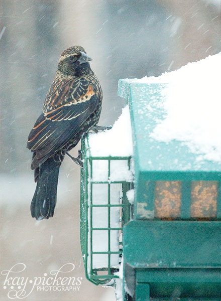 red winged blackbird in snow