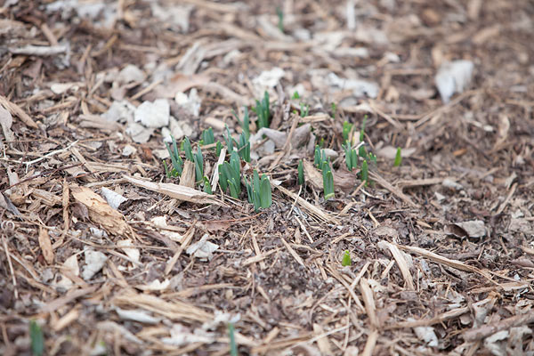first signs of spring