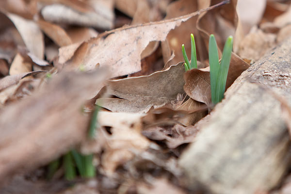 Daffodils popping up out of the ground