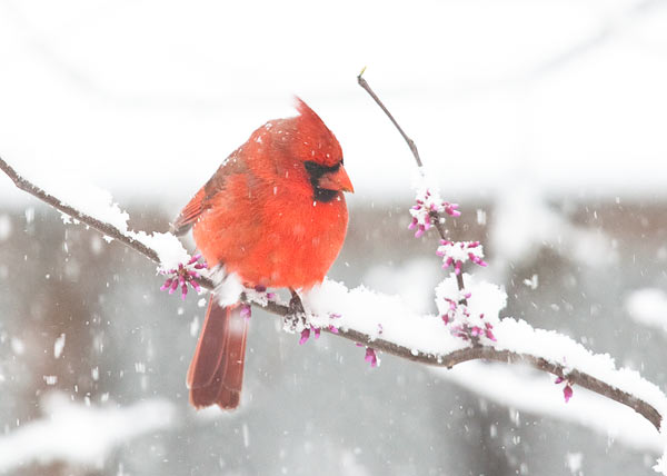 cardinal in spring snow