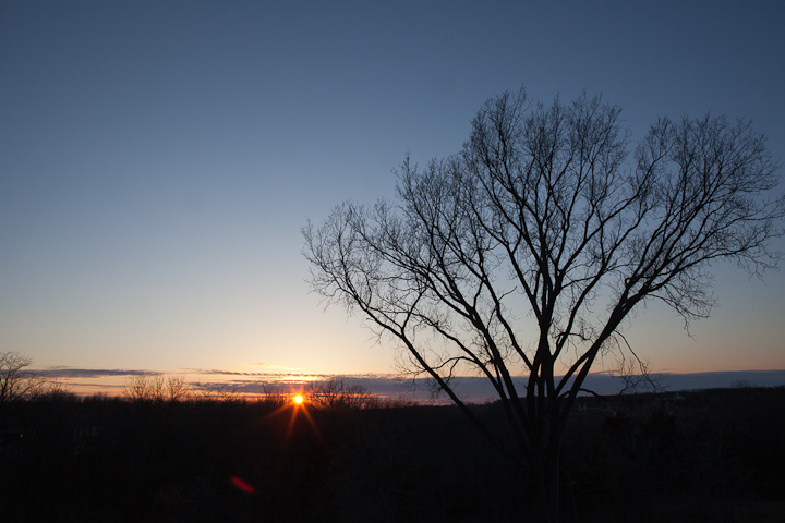 sunset with sun flair in Columbia MO with elm tree silhouette