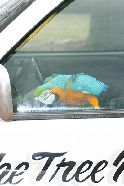 macaw in truck
