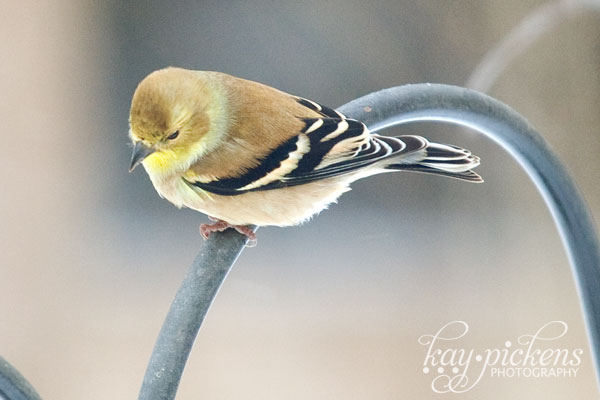 yellow finch on bird feeder harp