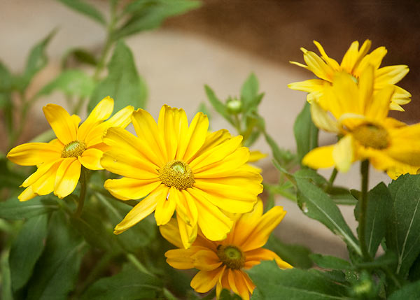 yellow-flower-7861