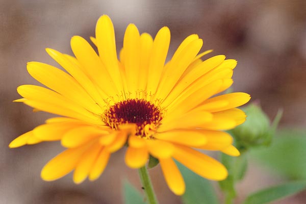 yellow fall flower