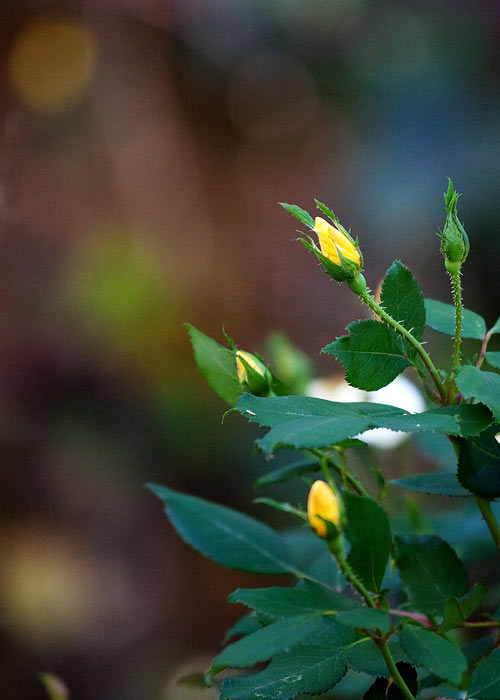 yellow-rose-9014