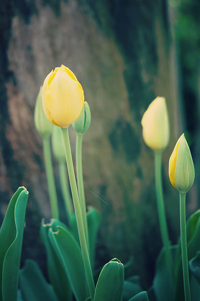 yellow-tulip-6487